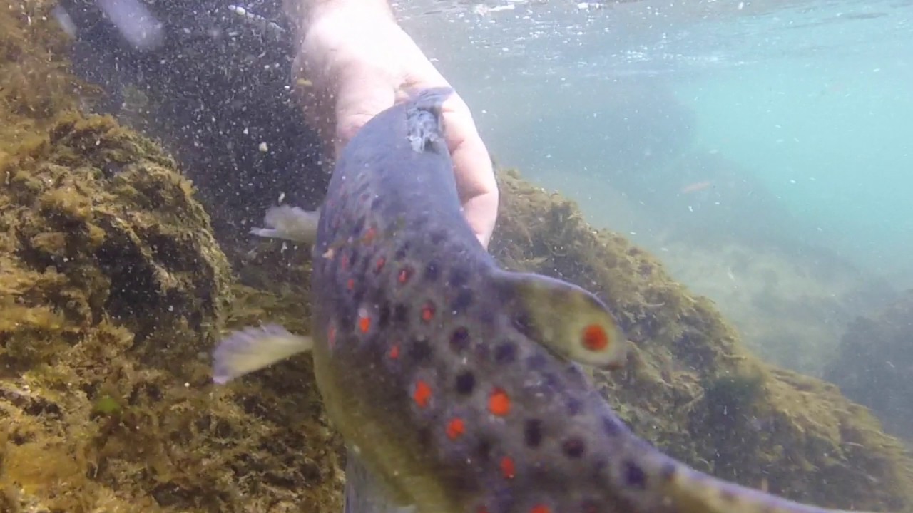 Trote Fario nel Pioverna