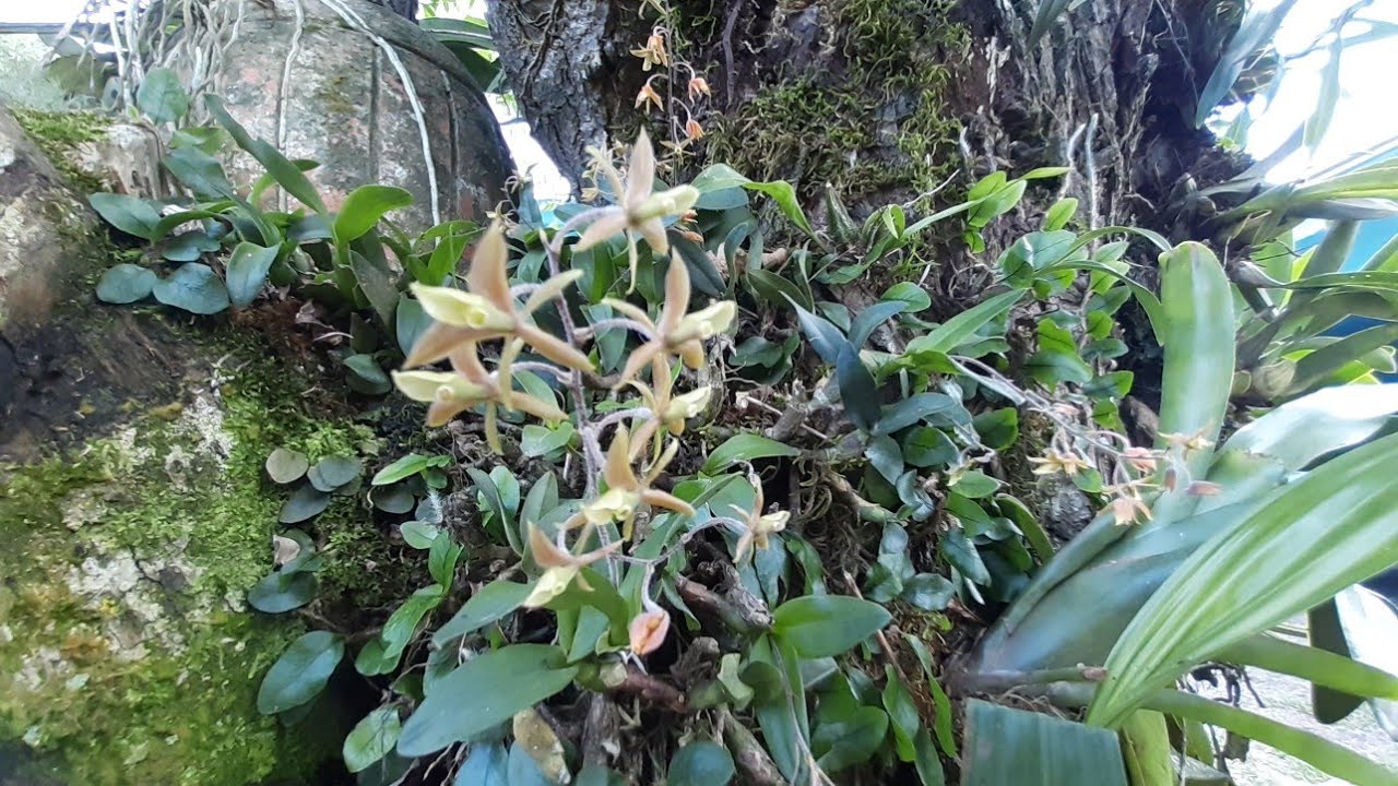 orquidea nativa do Brasil epidendrum avicula
