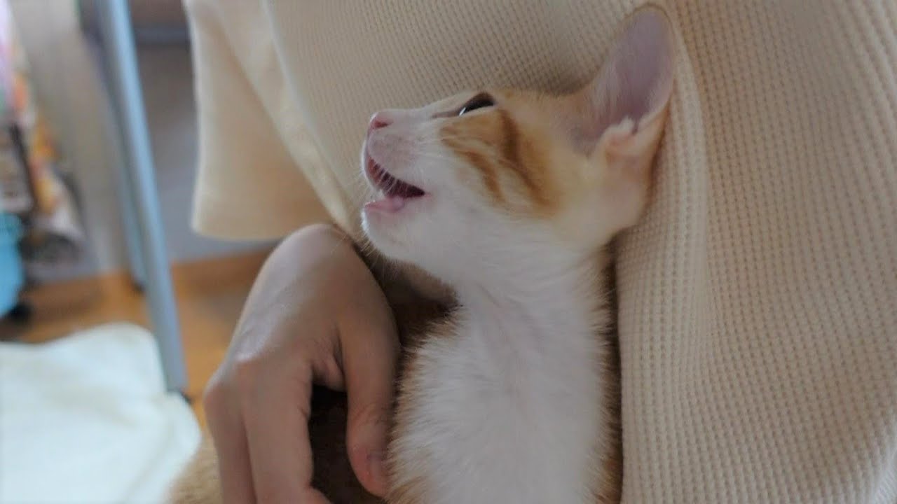 食後にご飯の感想を言いに来てくれる子猫