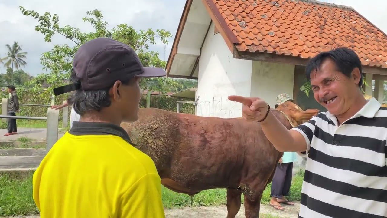 SAPI JUMBO DI BORONG PAK HAJI SEMUA || PASAR SAPI GRABAG MAGELANG