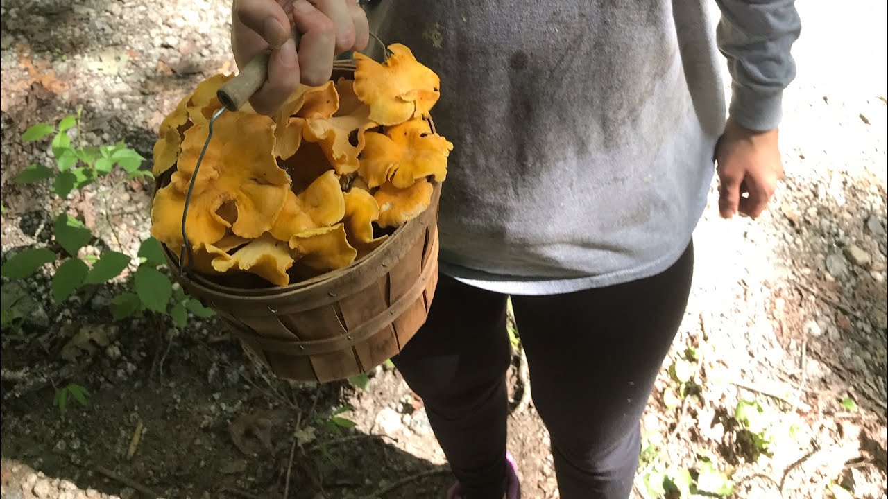 Wild Chanterelle Mushrooms Hunting Foraging in South Georgia Woods