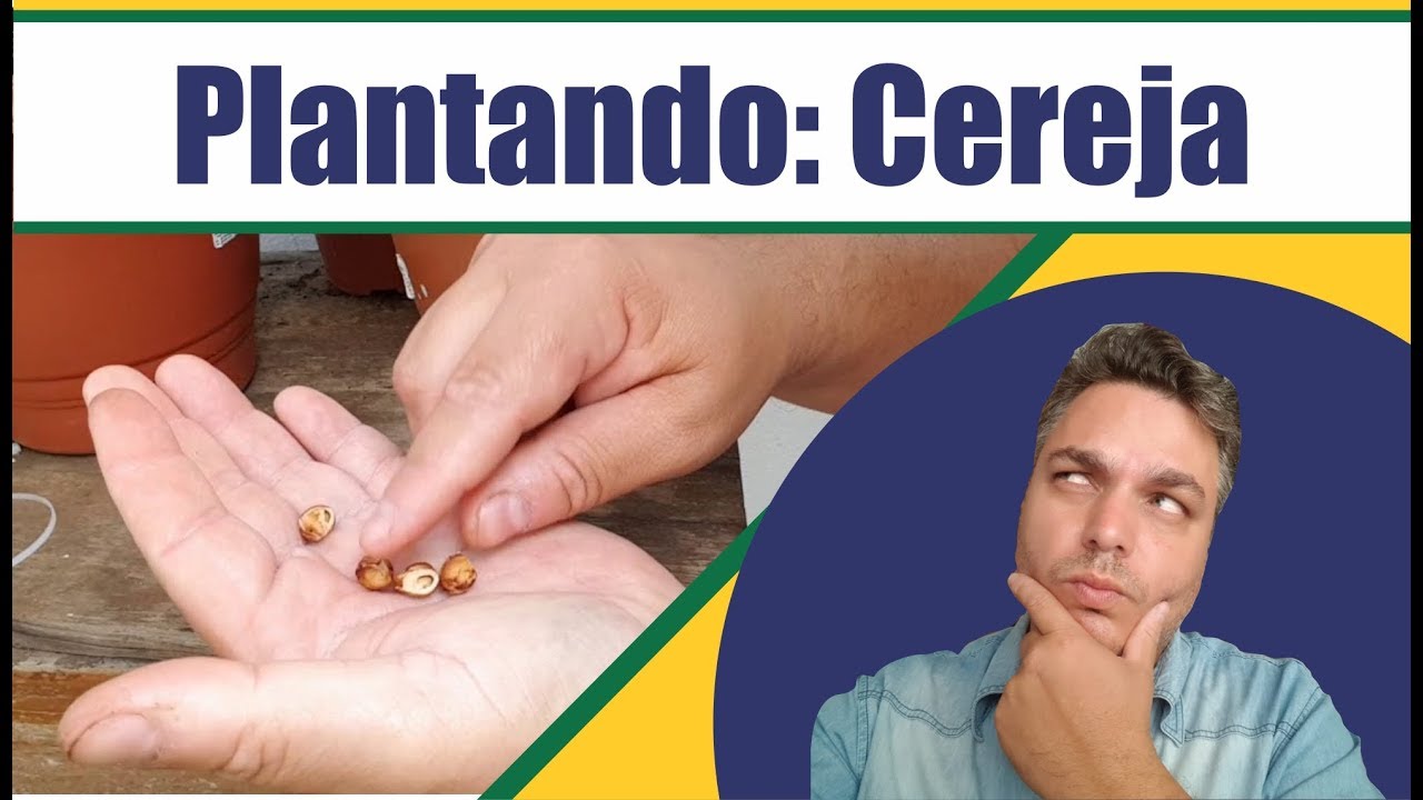 Como plantar cereja