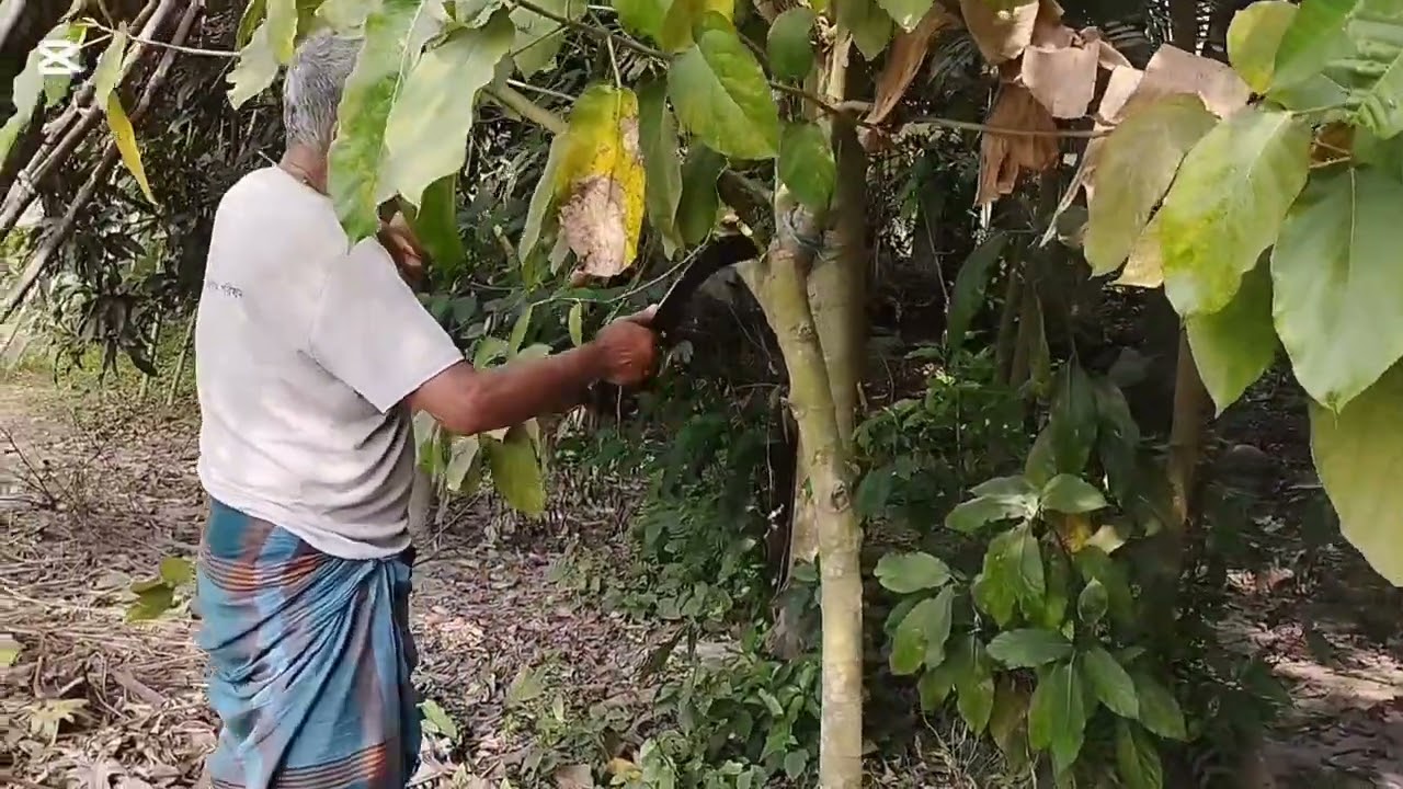বাবা আজকে একটা গাছ কাটল বাবার অনেক কষ্ট হলো 
