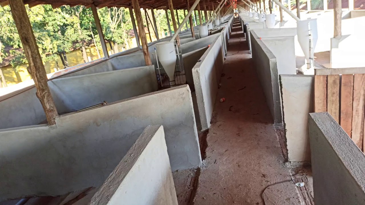 COMEÇOU AS INSTALAÇÕES DOS EQUIPAMENTOS DA GRANJA NOVA DE SUINOS 🐷