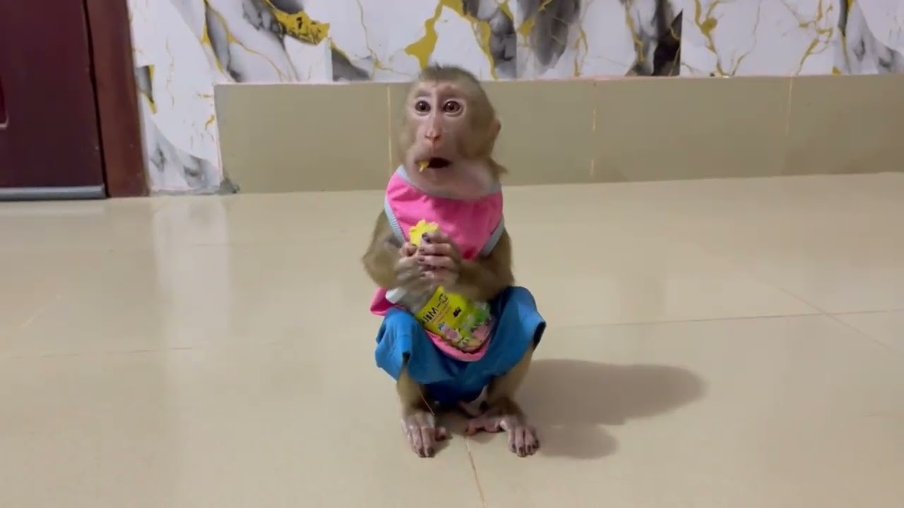 Zava Jasmine tri put her food until full her big mouth 