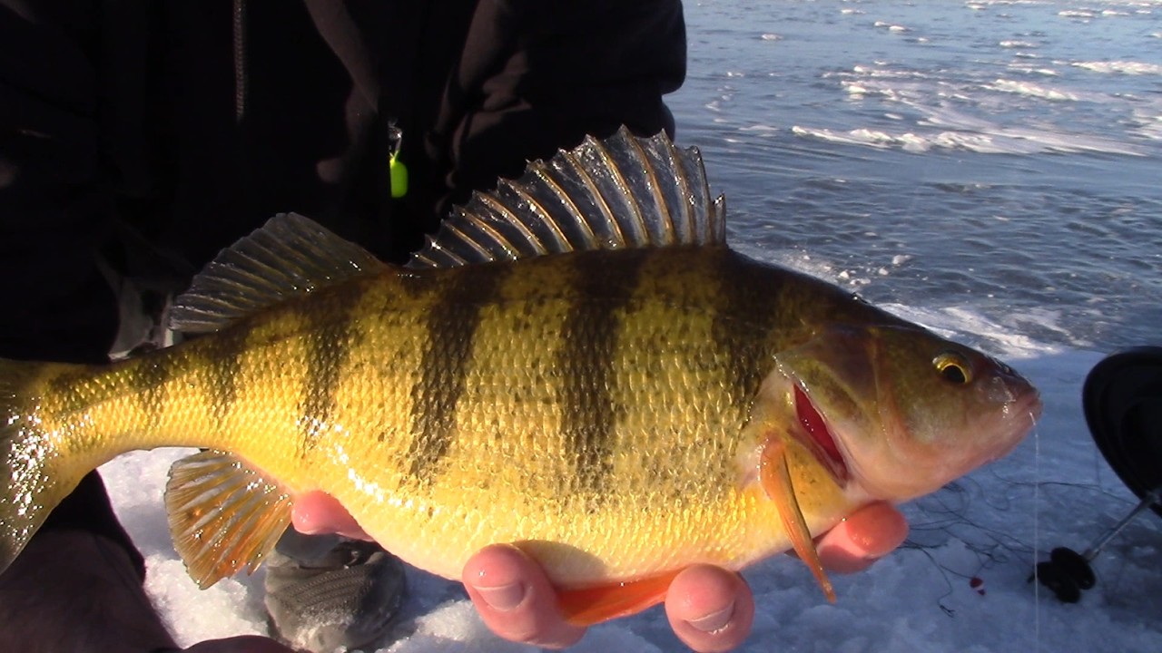 HOT PERCH Bite on Lake Winnebago Big Fish Big Smiles #familyfishing #takeakidfishing