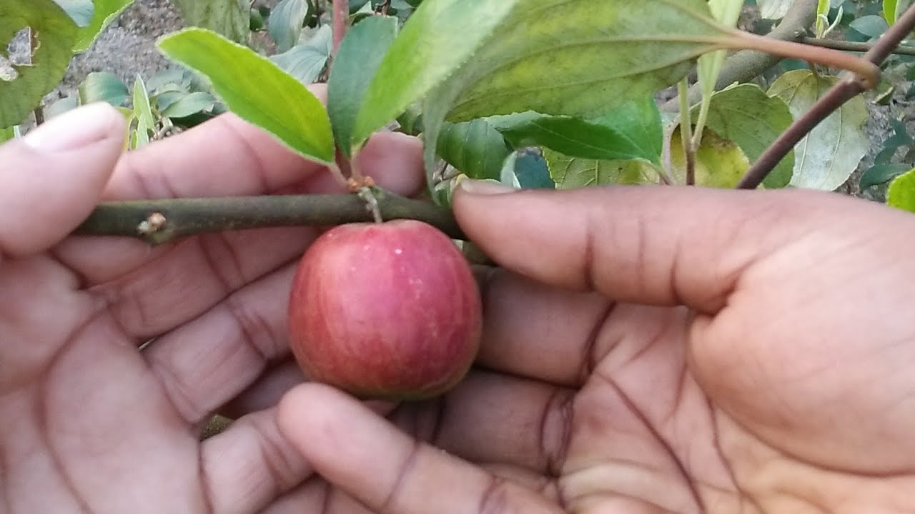 Kashmiri Apple Ber plant very testing and marketing  perfect