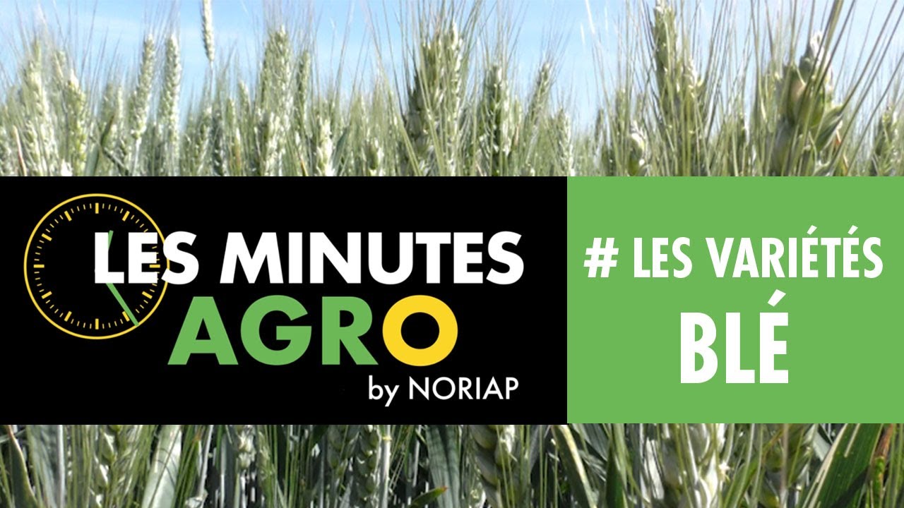 NORIAP - LES MINUTES AGRO - VISITES DES ESSAIS NOUVELLES VARI&Eacute;T&Eacute;S BL&Eacute;