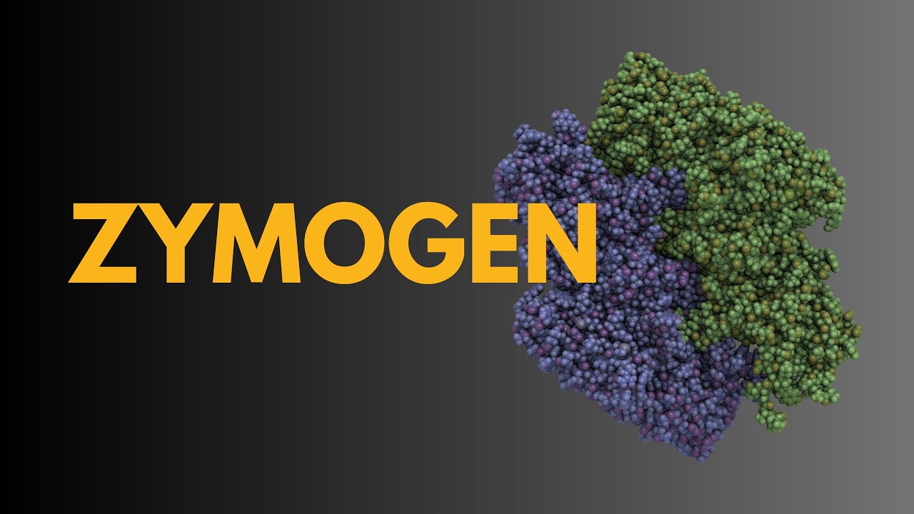 What Does zymogen  Means || Meanings And Definitions With zymogen  in learn    ENGLISH