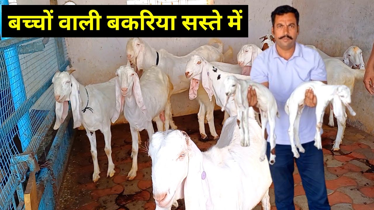 Quality sojat Gulabi goat farm | शानदार गुलाबी बकरी सोजत की |