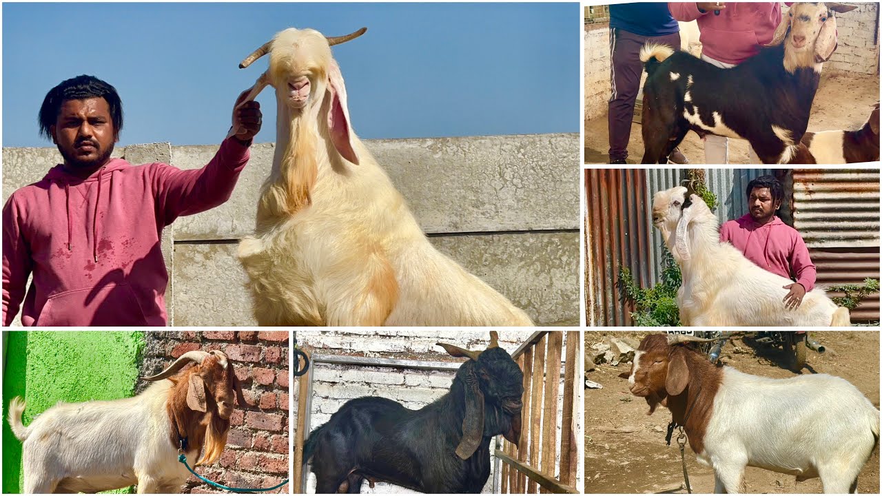 Full Farm Tour of Azha Goat Farm, Solapur