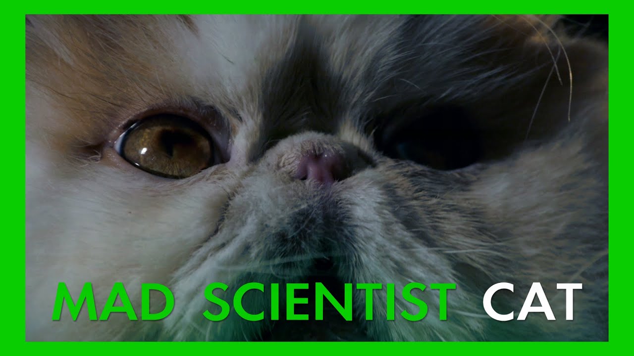 Mad Scientist Cat (Ep. 01)