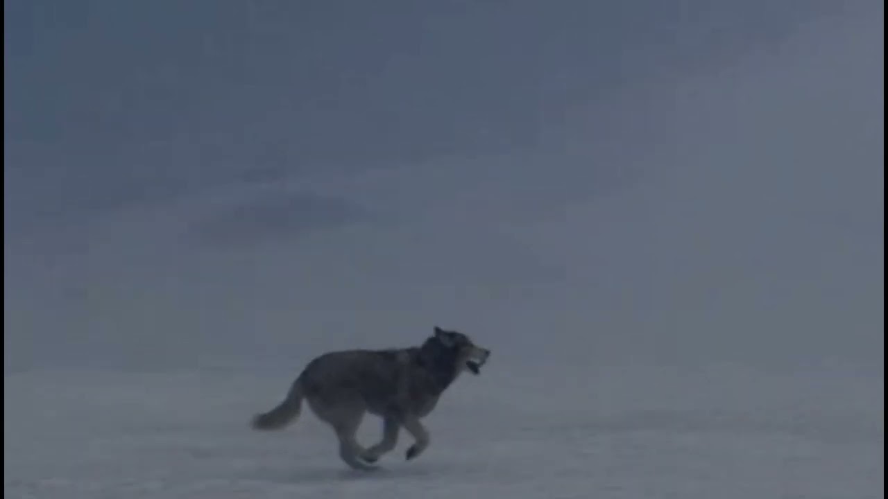 Нохчи Назма. Йа Аллах1 Дели (SLOWED + REVERB)