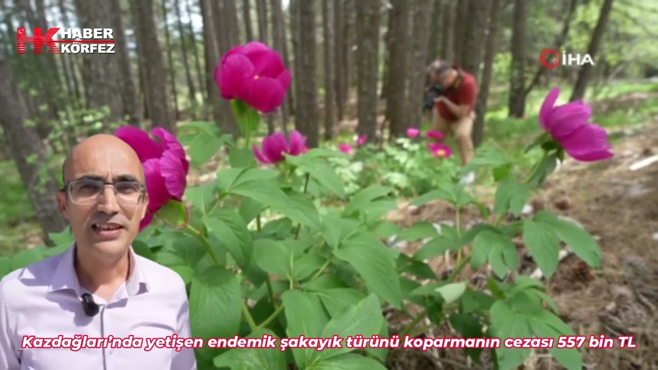 Kazdağları’nda yetişen endemik şakayık türünü koparmanın cezası 557 bin TL