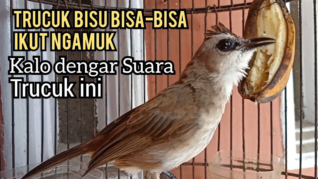 Suara trucukan gacor Cuk cuk Keras NGEROL seperti ini KESUKAAN trucuk BISU bisa bisa ikut NGAMUK
