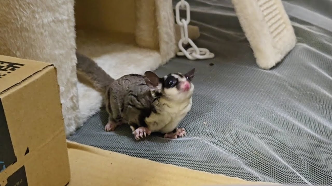 #98 今日はケージから出てくれました Momosuke came out of his cage today.