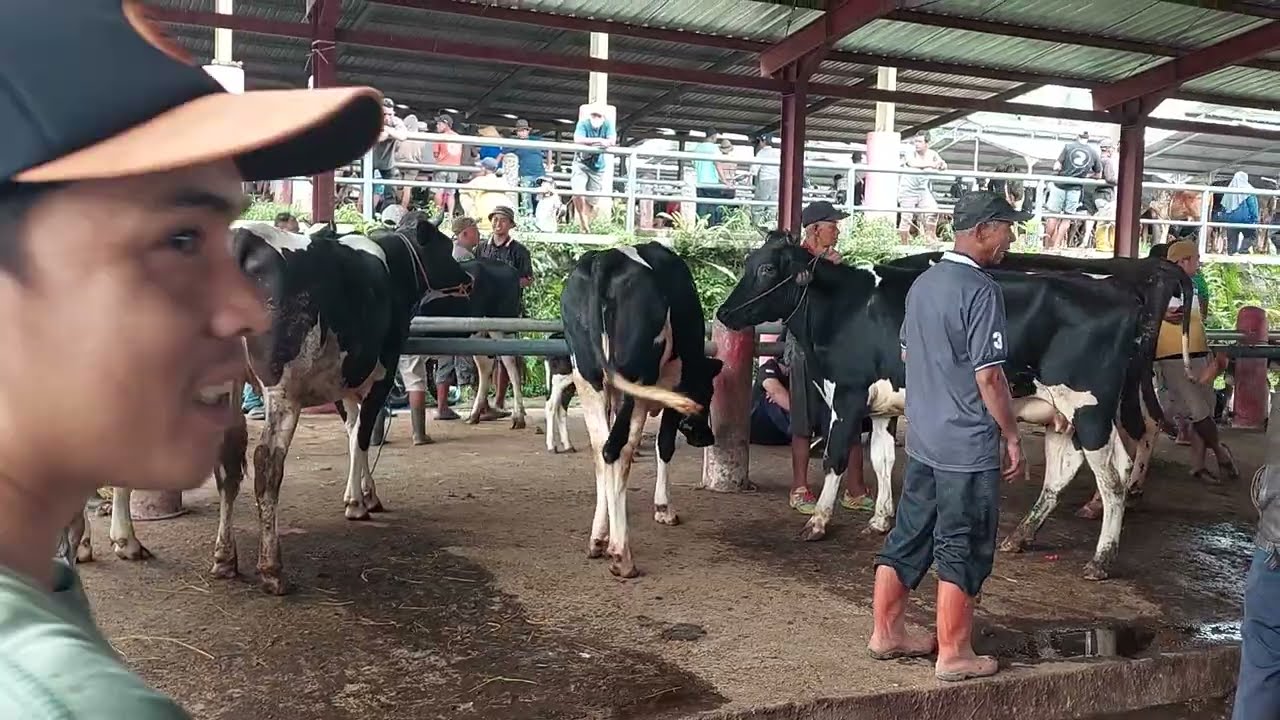 Harga Di Bulan Puasa‼️Sapi Fh Dara Bunting Dan Perah Lagi Loyo