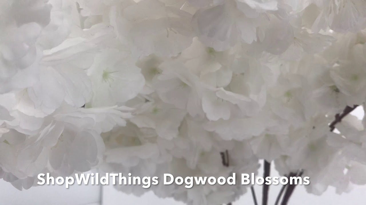 ShopWildThings White Dogwood Flower Blossom Branches