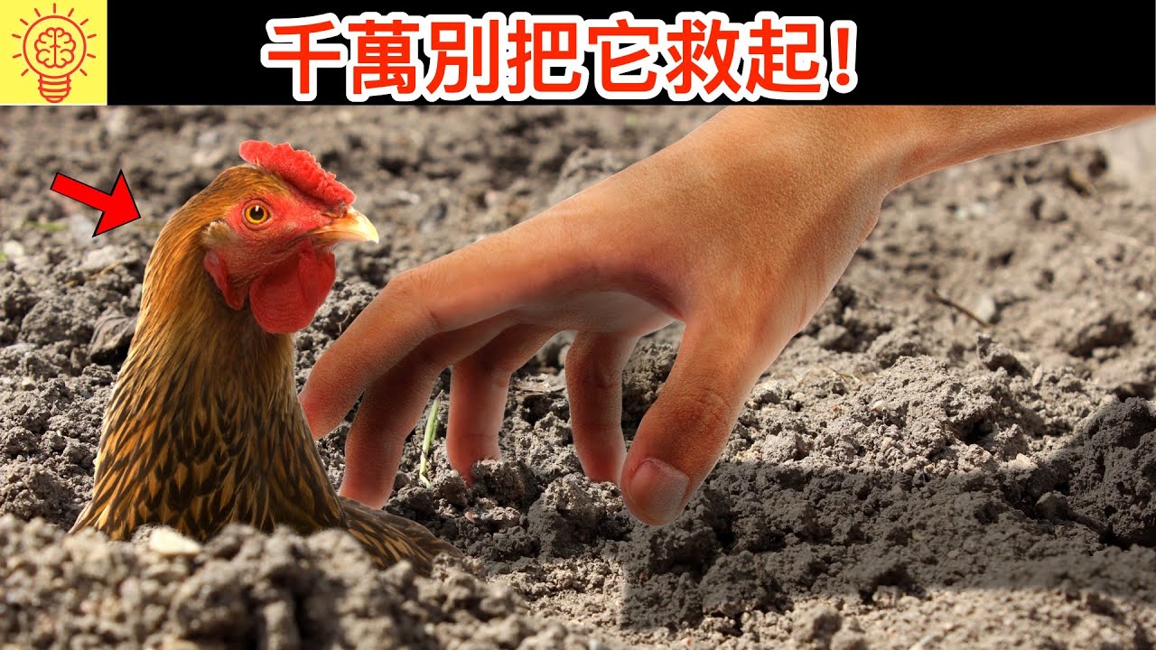 若發現動物正挖洞活埋自己，千萬不要救它！