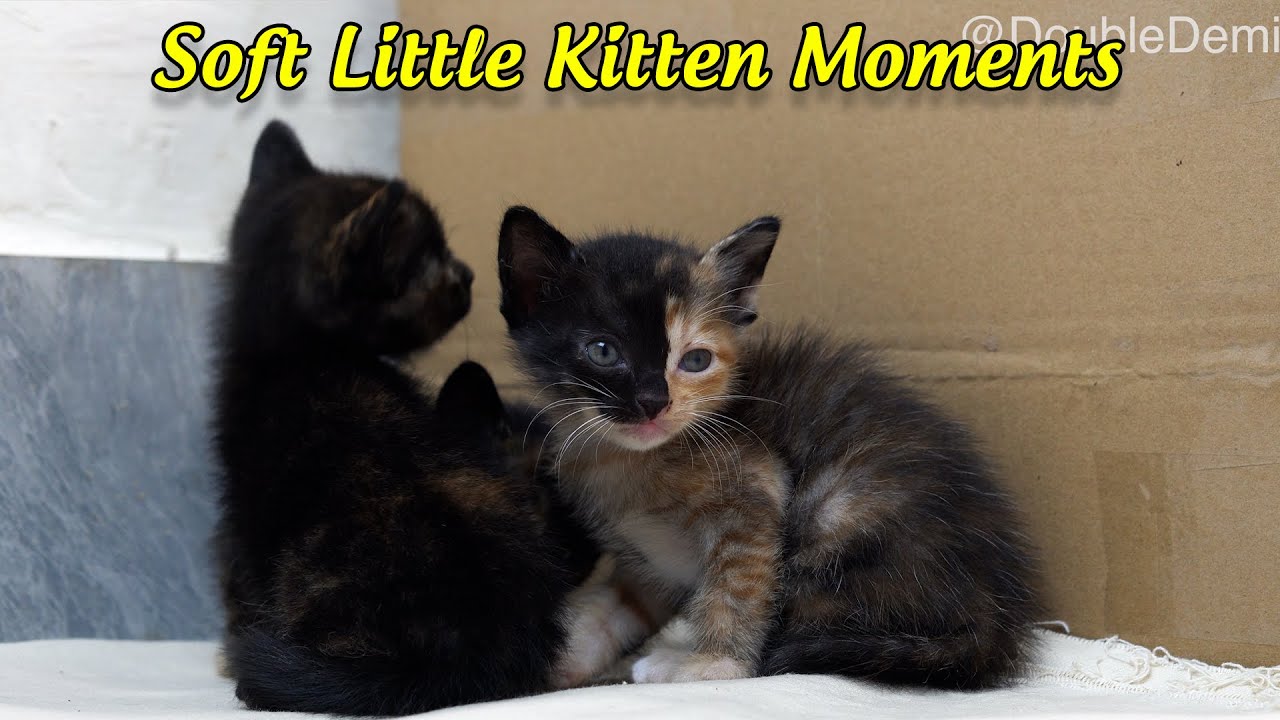 Soft Little Kitten Moments | Relaxing Cat Video