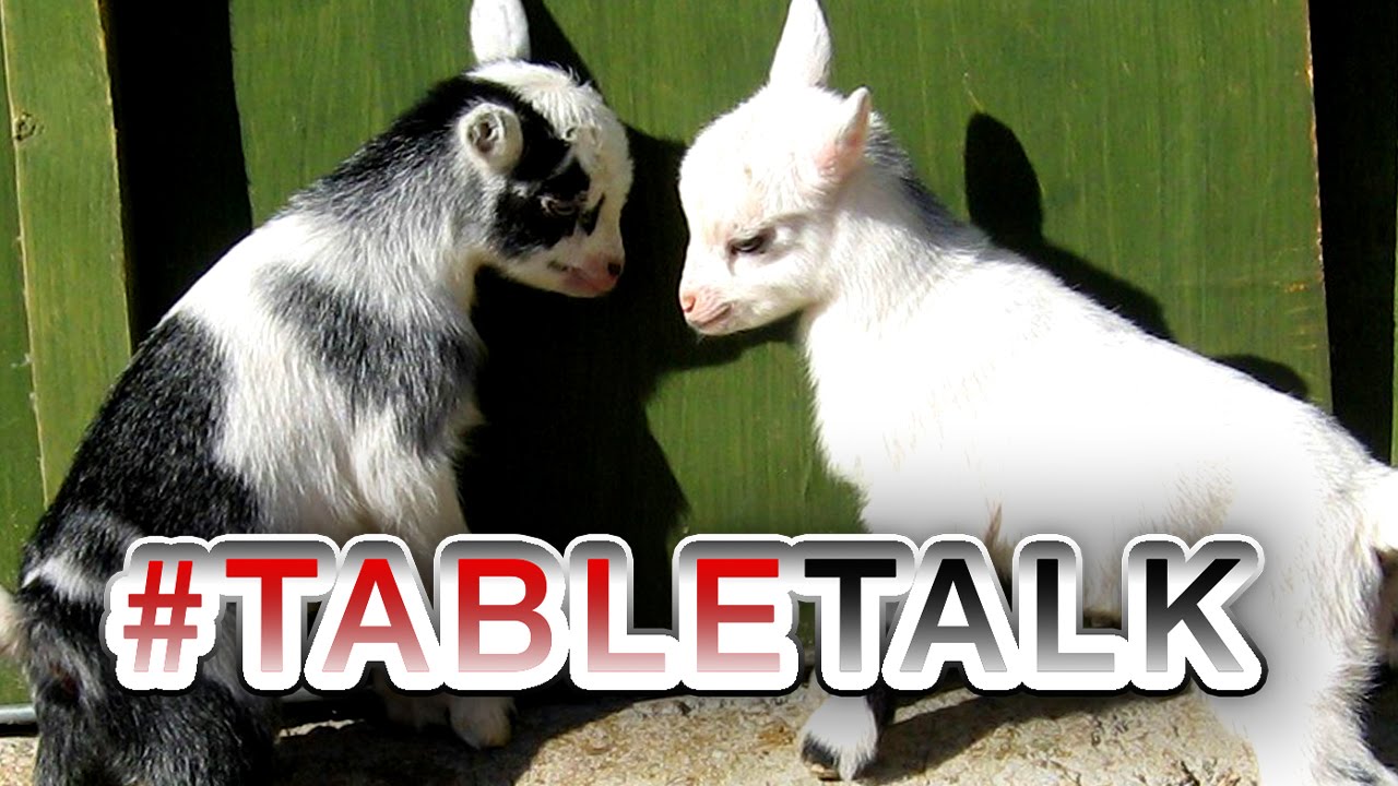 World's Most Adorable Animal on #TableTalk!