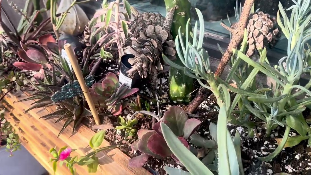 Done Planting The Kalanchoe Pink Butterflies