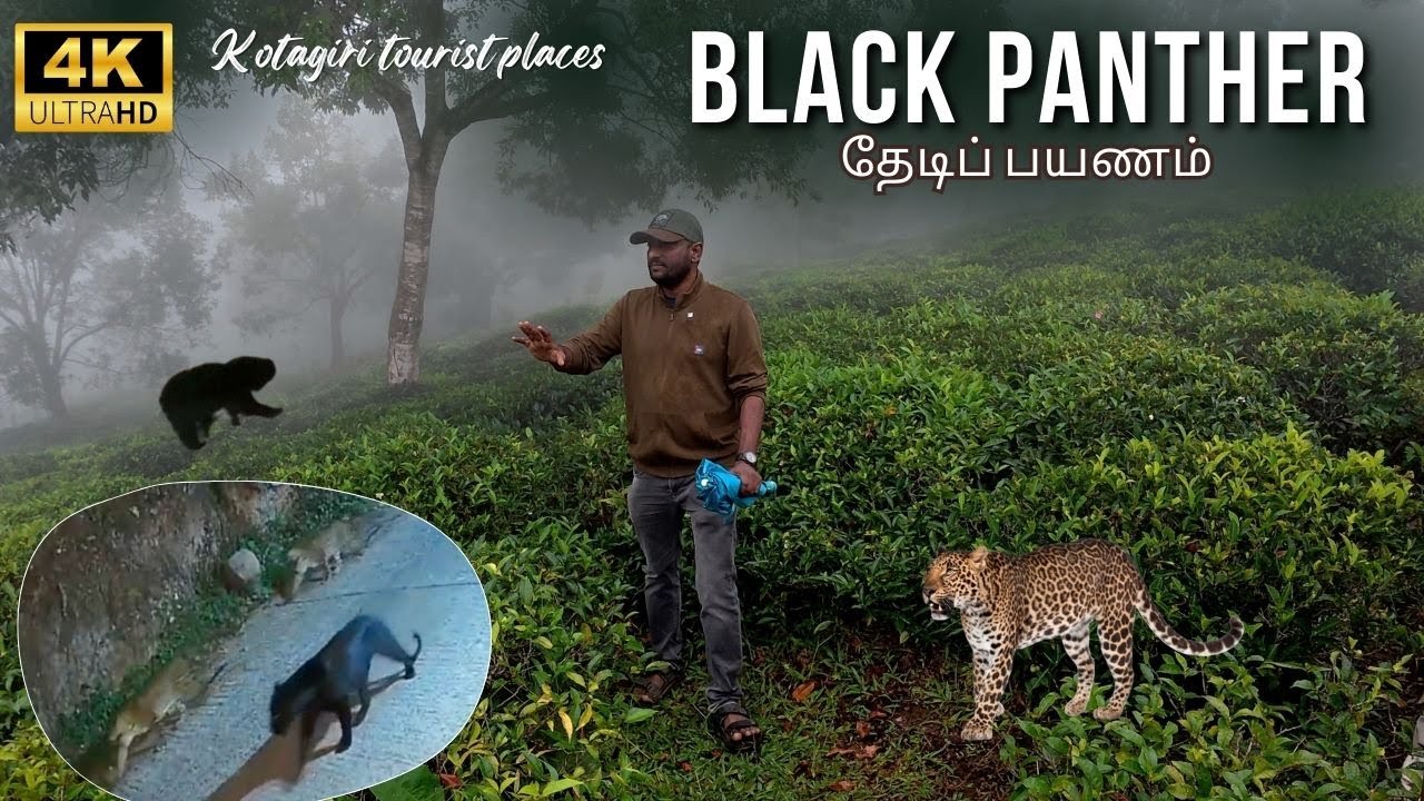 🔥Black Pantherரை தேடிப் பயணம் @SimbaaVlogs
