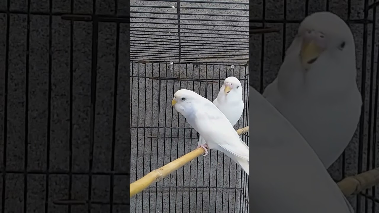 Australian parrot voice 🐦 beautiful voice &hearts;️ white parrots 🌹