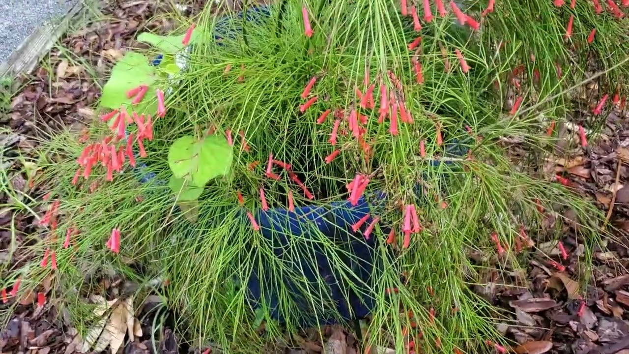Mary, Mary Waters Rarely - Firecracker plant
