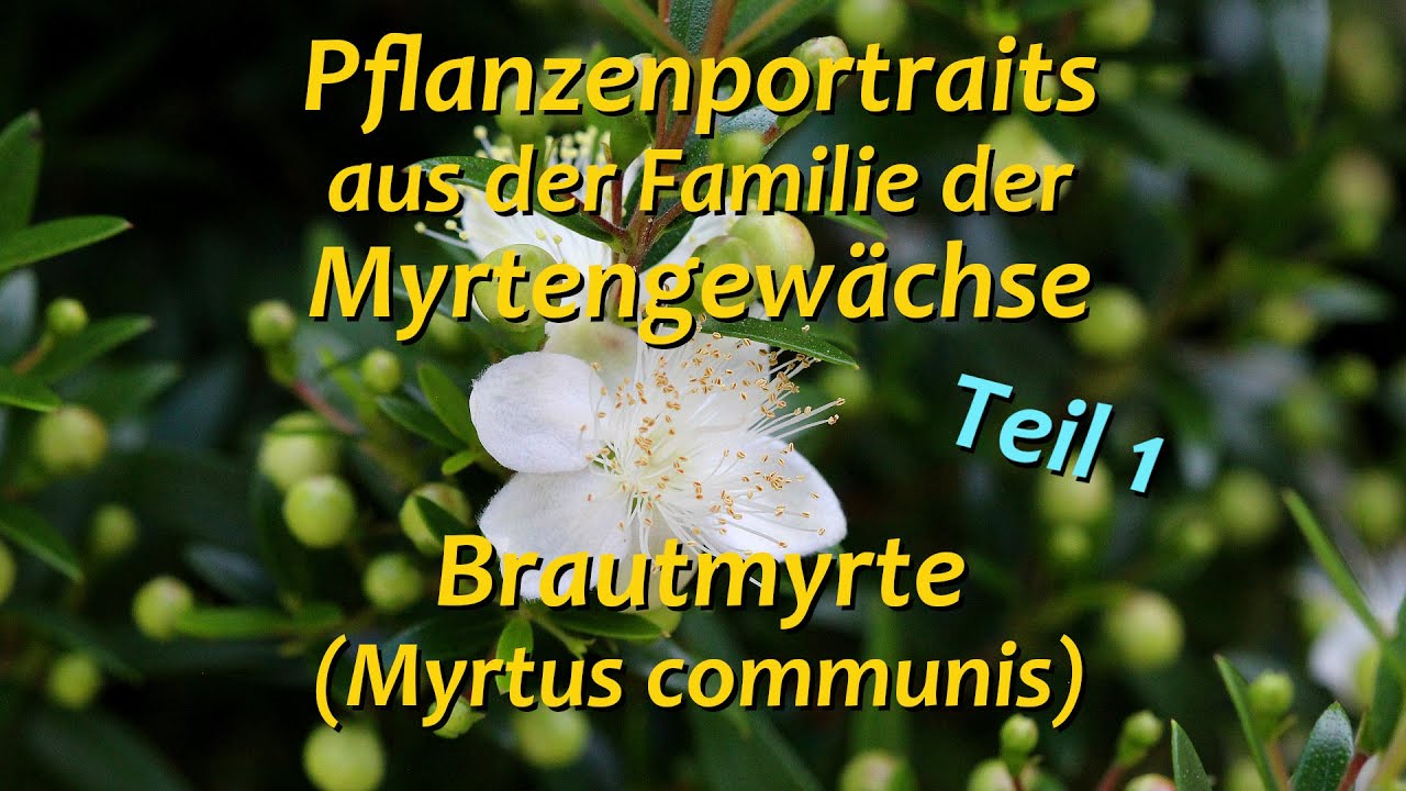 Pflanzenportraits: Brautmyrte (Myrtus communis)