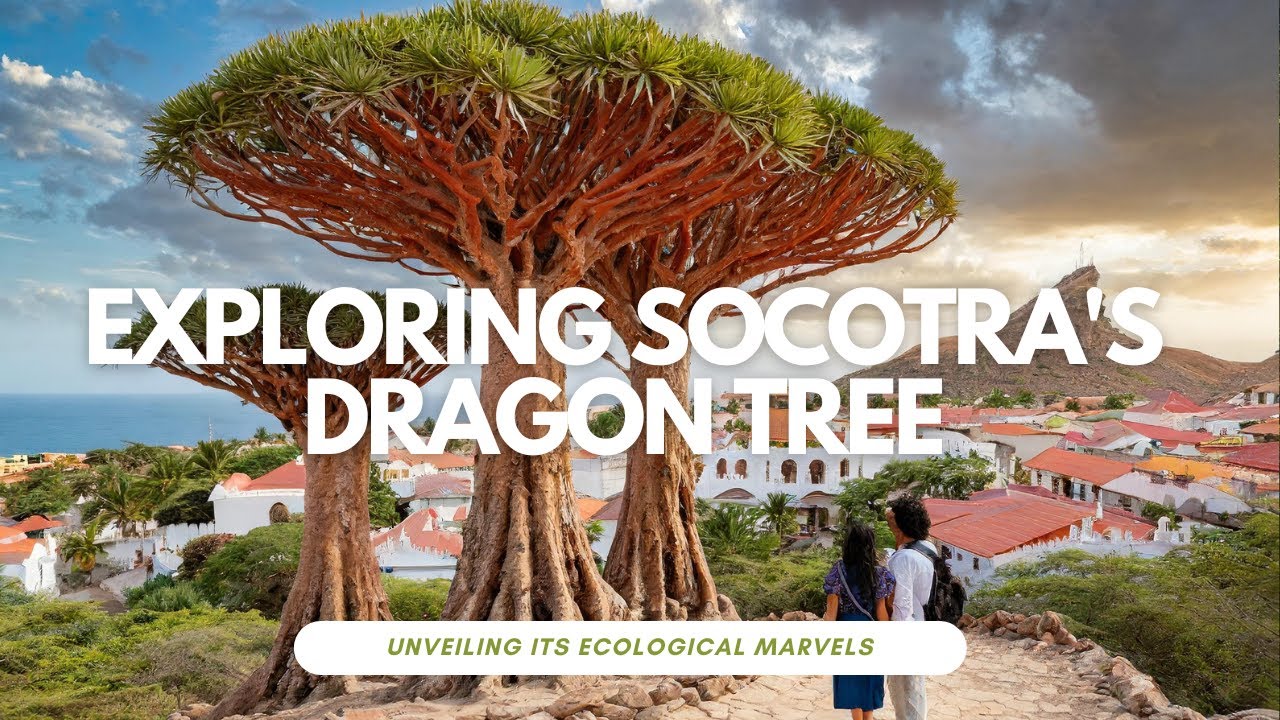 Socotra Dragon Tree Biodiversity Hotspot and Ecological Marvel