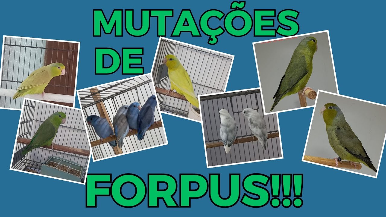 DICAS PARA ACASALAMENTOS DE FORPUS!!!Cortes da Live.
