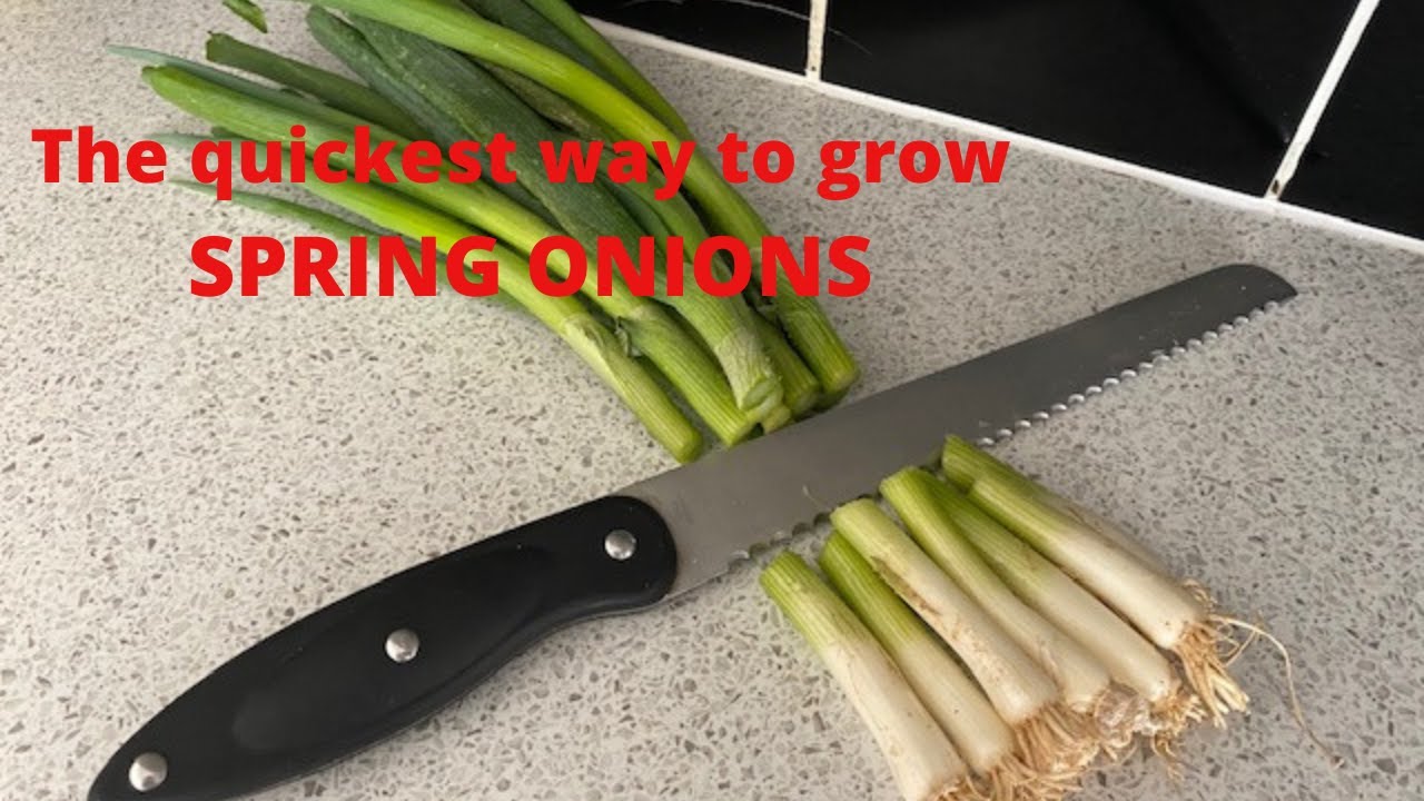 The quickest way to grow spring onions      #growingspringonions #growingscallions #growingonions