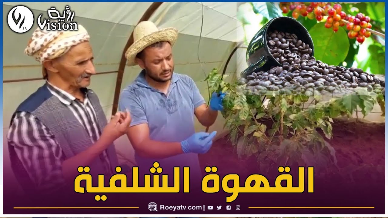 ♨شاهد نجاح شاب جزائري في زراعة البن بخيرة جزائرية 100/100 في الشلف🥰