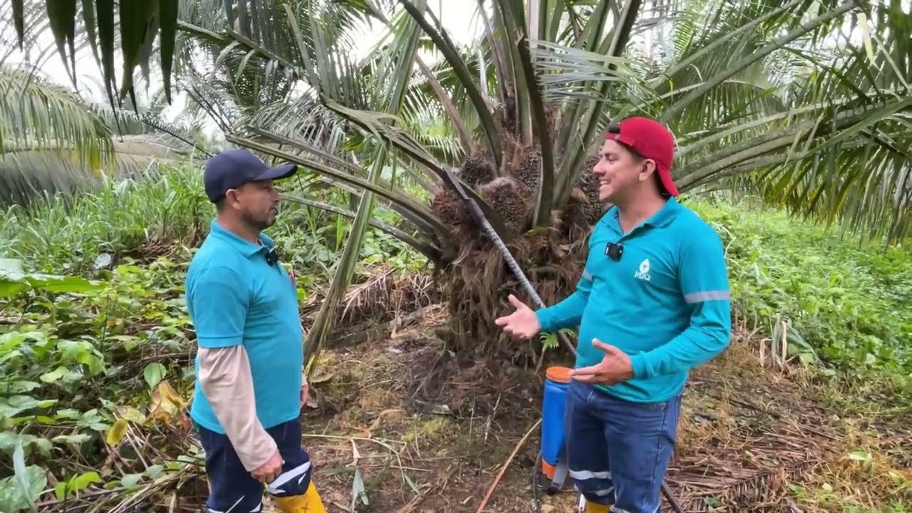 Aventuras de Leo: correcto corte y tratamiento a la Pudrición de Cogollo Inicial