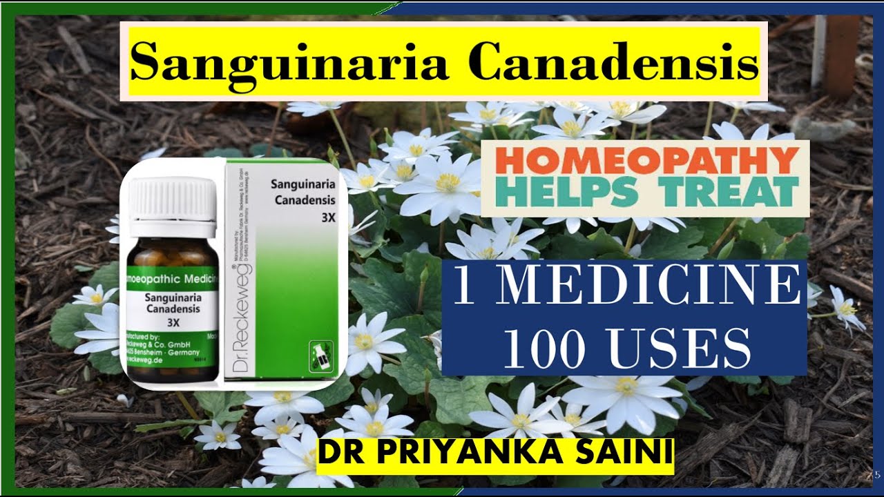 Sanguinaria Canadensis: Homeopathic Medicine  |1 medicine 100 uses headache @Dr Priyanka Homeopathy