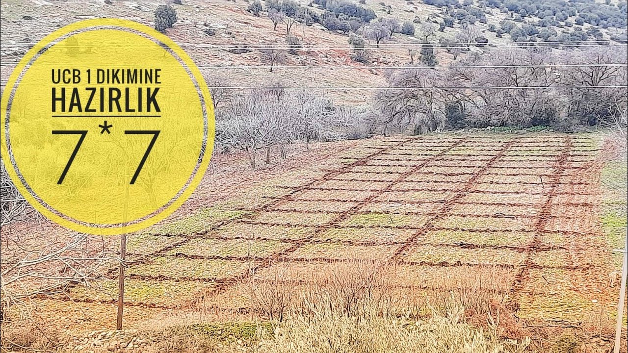 ANTEP FISTIĞI (UCB 1) DİKİMİNE HAZIRLIK: DİKİM ARALIĞININ BELİRLENMESİ...