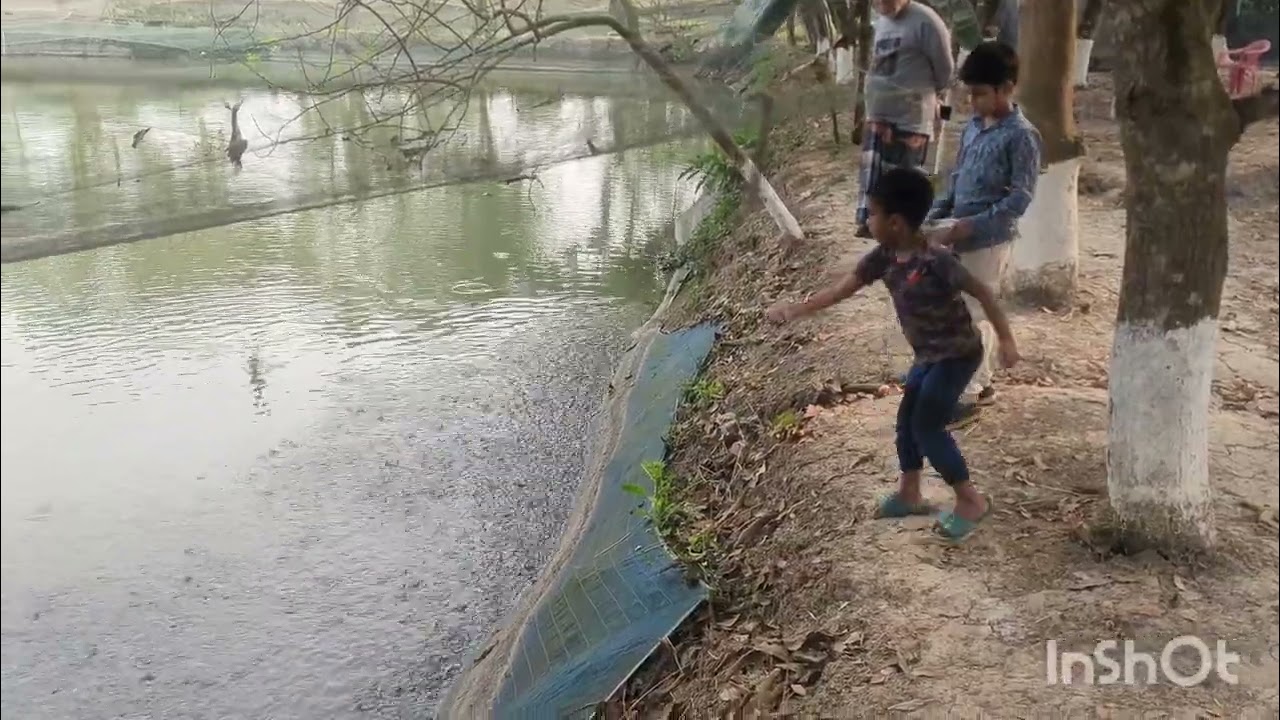 মাছের পোনা। macher pona.#fisheries #pangashfishculture 