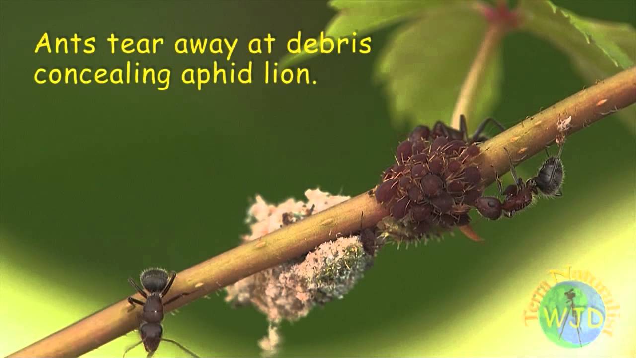 Attack of the Aphid Lions