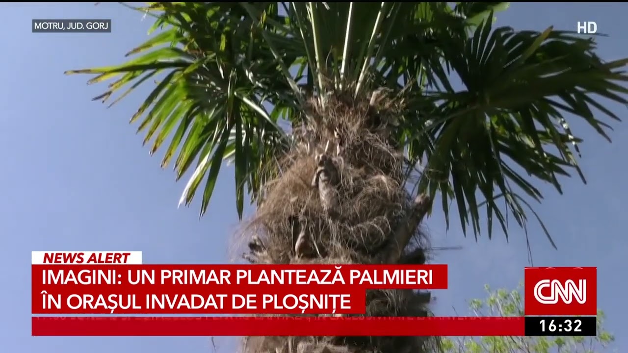 Palmieri plantaţi în oraşul invadat de ploşniţe şi fără apă caldă