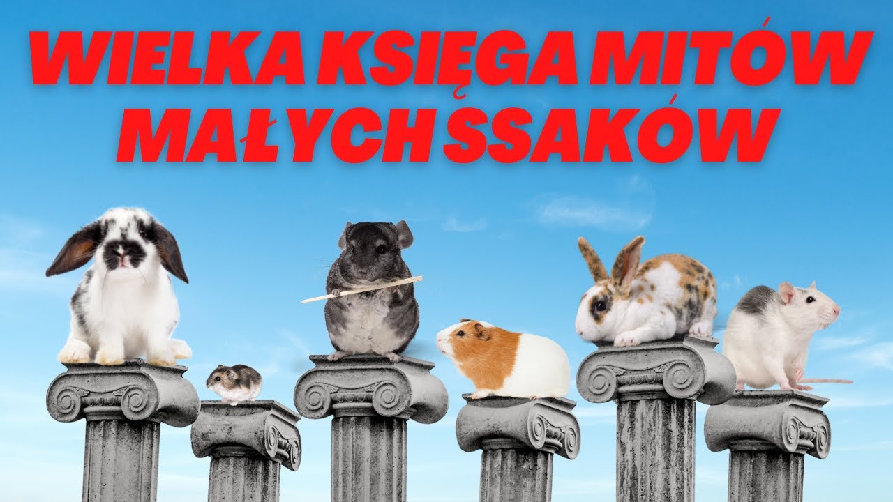 Obalam mity na temat gryzoni i zajęczaków
