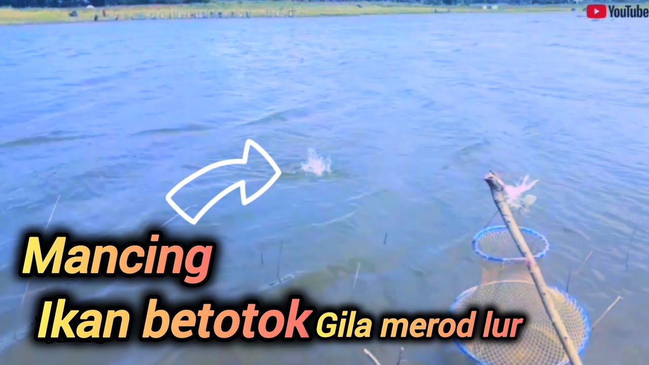 Tarikan babon ikan betokmemang luar biasa #mancingbetok 