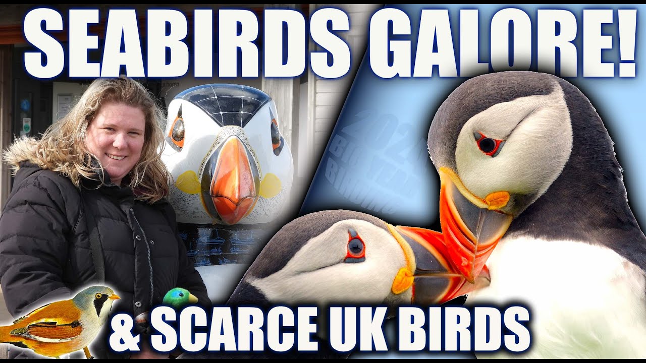 SEABIRDS GALORE! & Searching for some scarce uk birds