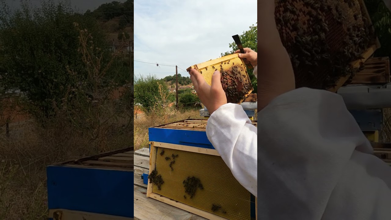 Routine check-up of a hive before winter/ Kontrolli rutinorë i shoqërisë para dimërimit 24.09.23