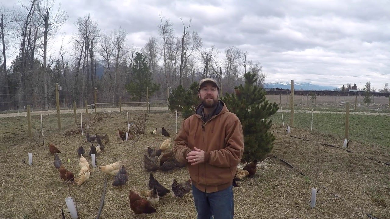 ABC acres: Chickens and Trees: A Natural Connection - episode #022