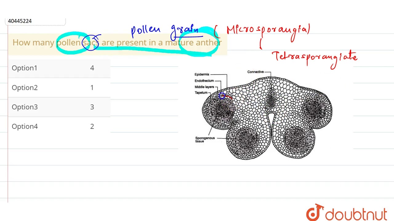 How many pollen sacs are present in a mature anther