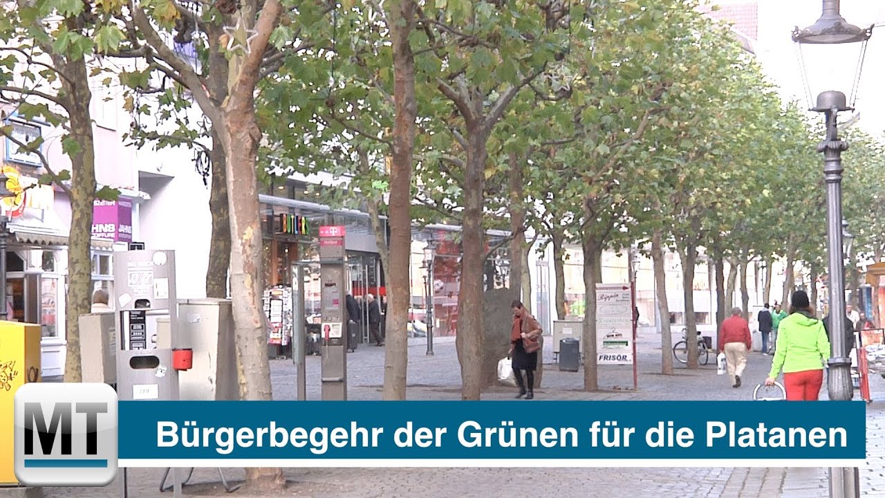 Die Gr&uuml;nen wollen B&uuml;rgerbegehren f&uuml;r die Platanenrettung
