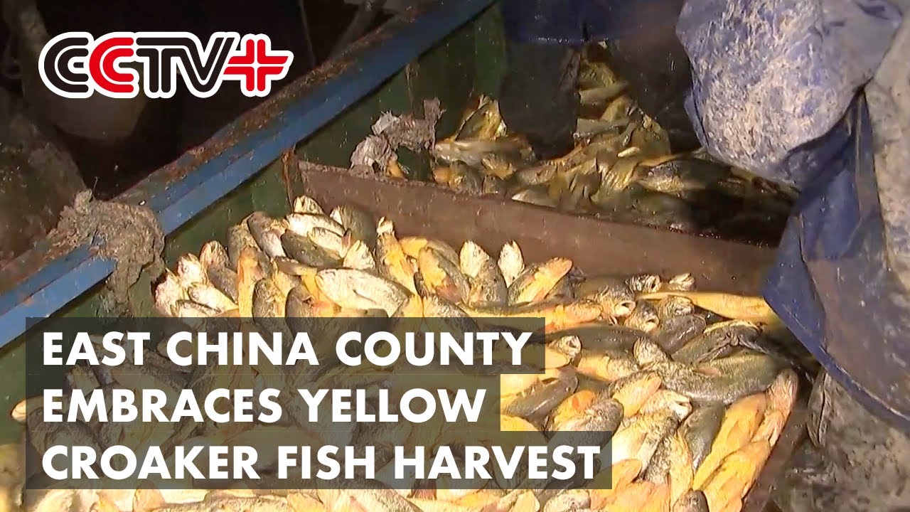 East China County Embraces Yellow Croaker Fish Harvest