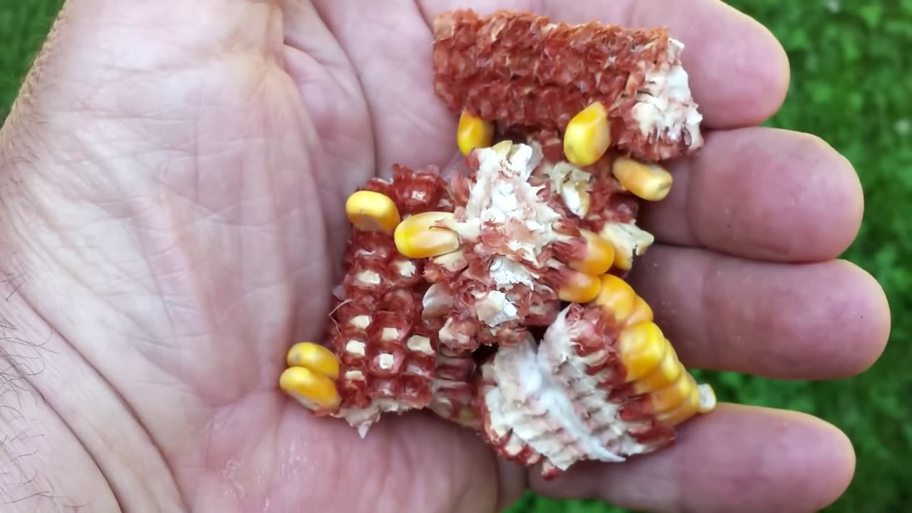 John Deere Combine GoHarvest: Improving Grain Loss