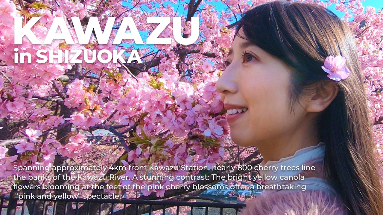【伊豆・河津桜Vlog 】心が踊る🩷一足早い春🌸河津桜と菜の花が織りなすピンクの世界✨昼も夜も桜を満喫‼️滝の真横で入浴するオンリーワンの温泉♨️